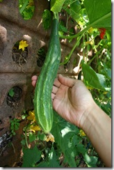 Hanging cucumber