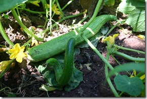 Lying cucumber